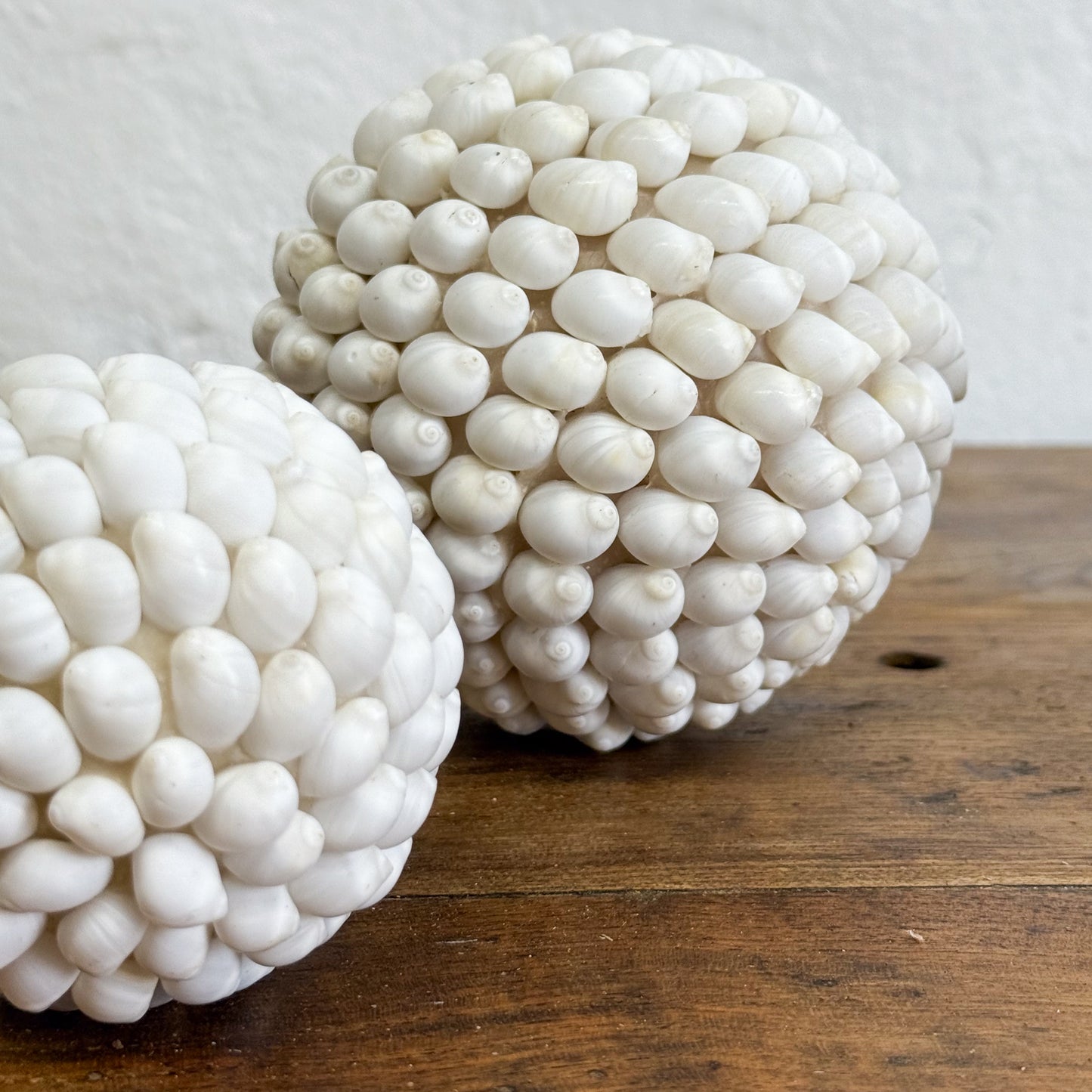 Moon Snail Shell Ball