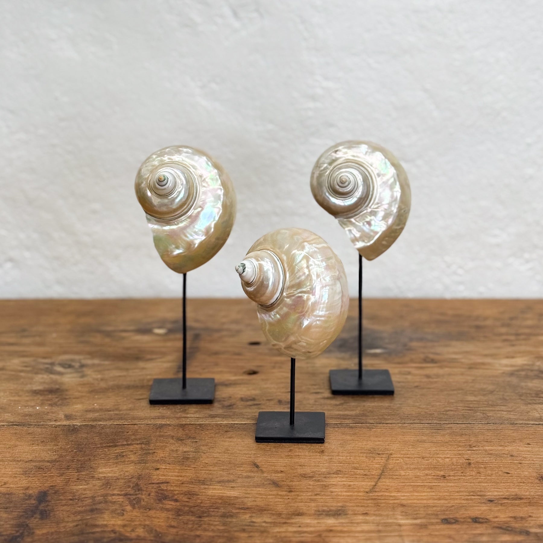 Turbo Shell on Stand