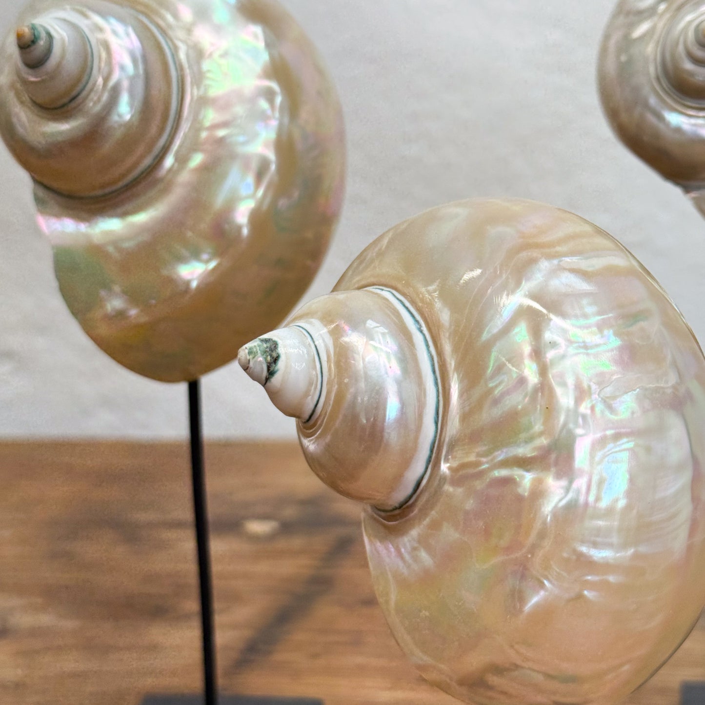 Turbo Shell on Stand