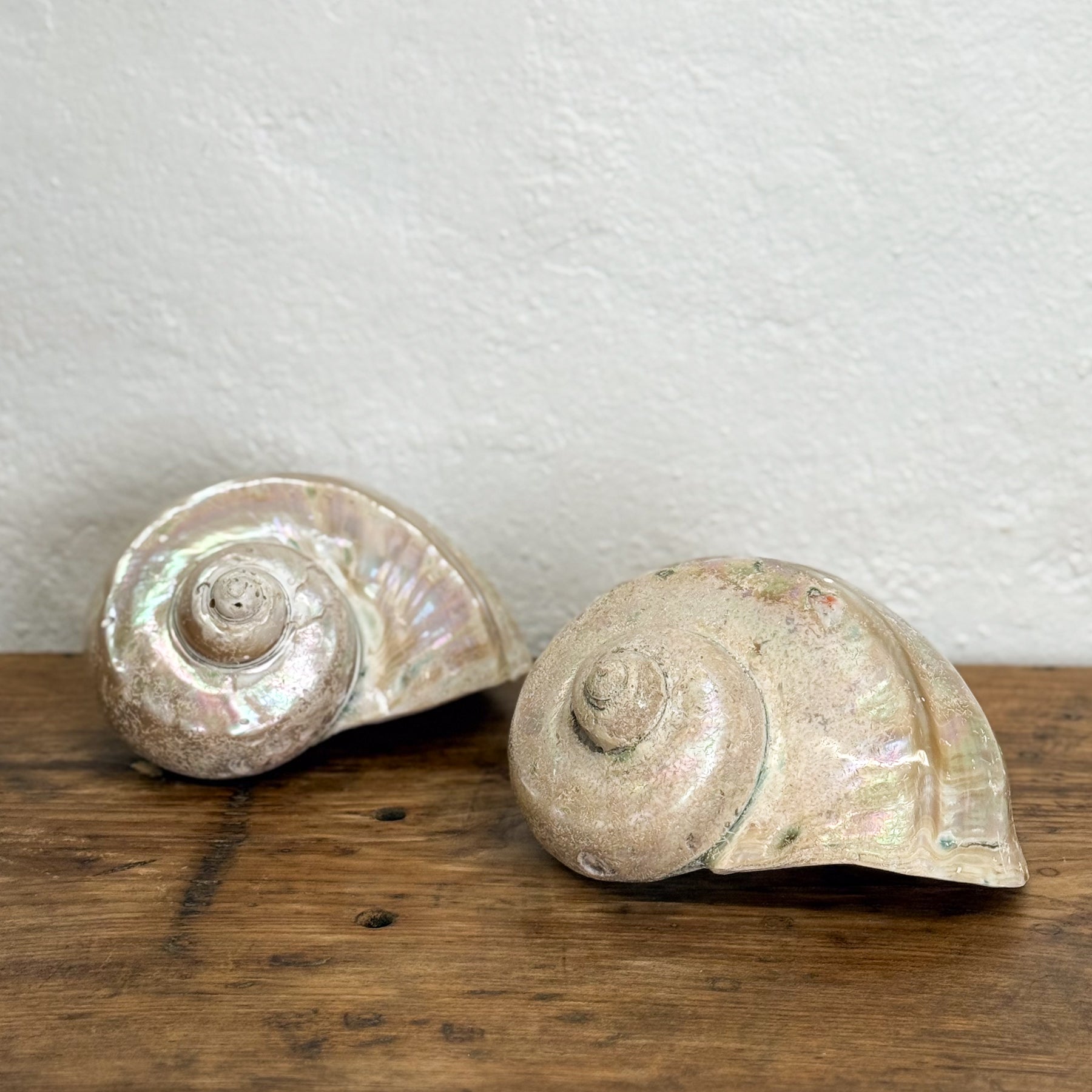 Large Turbo Shell