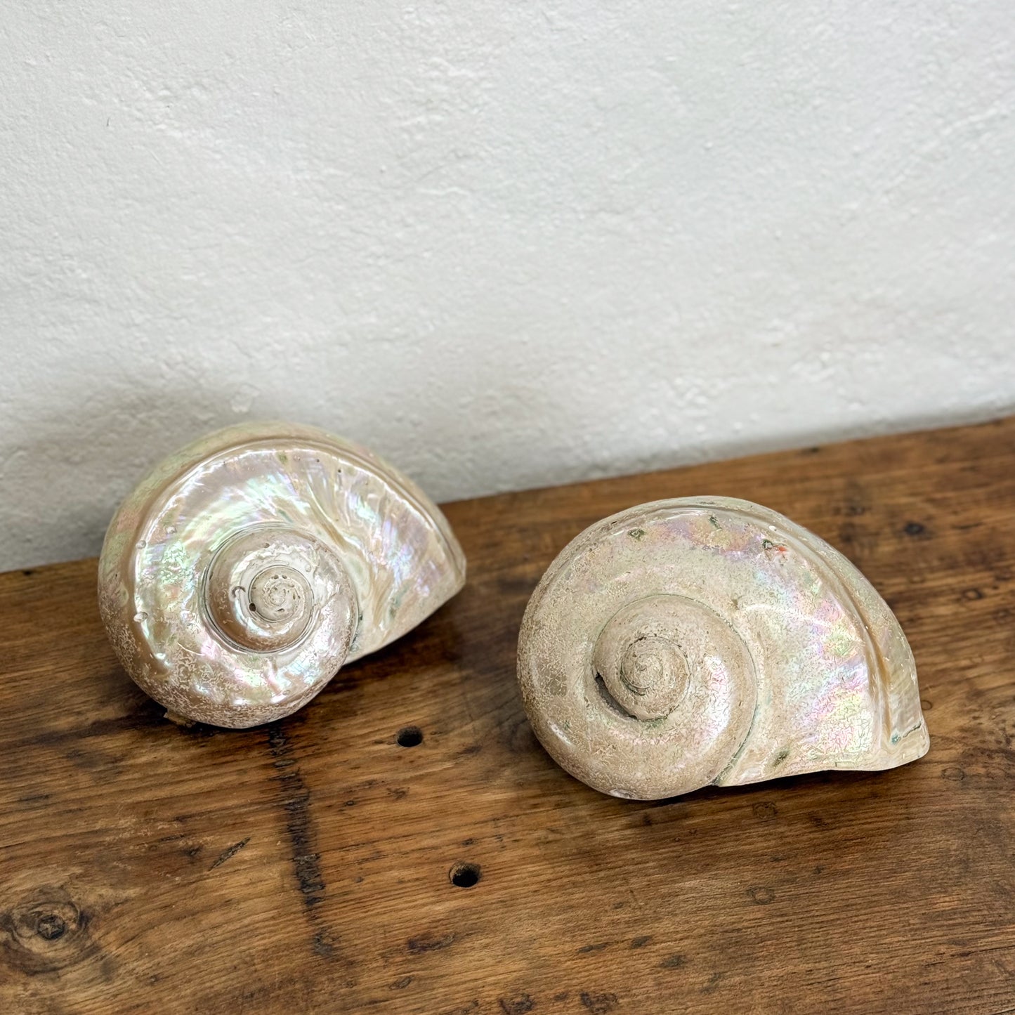 Large Turbo Shell