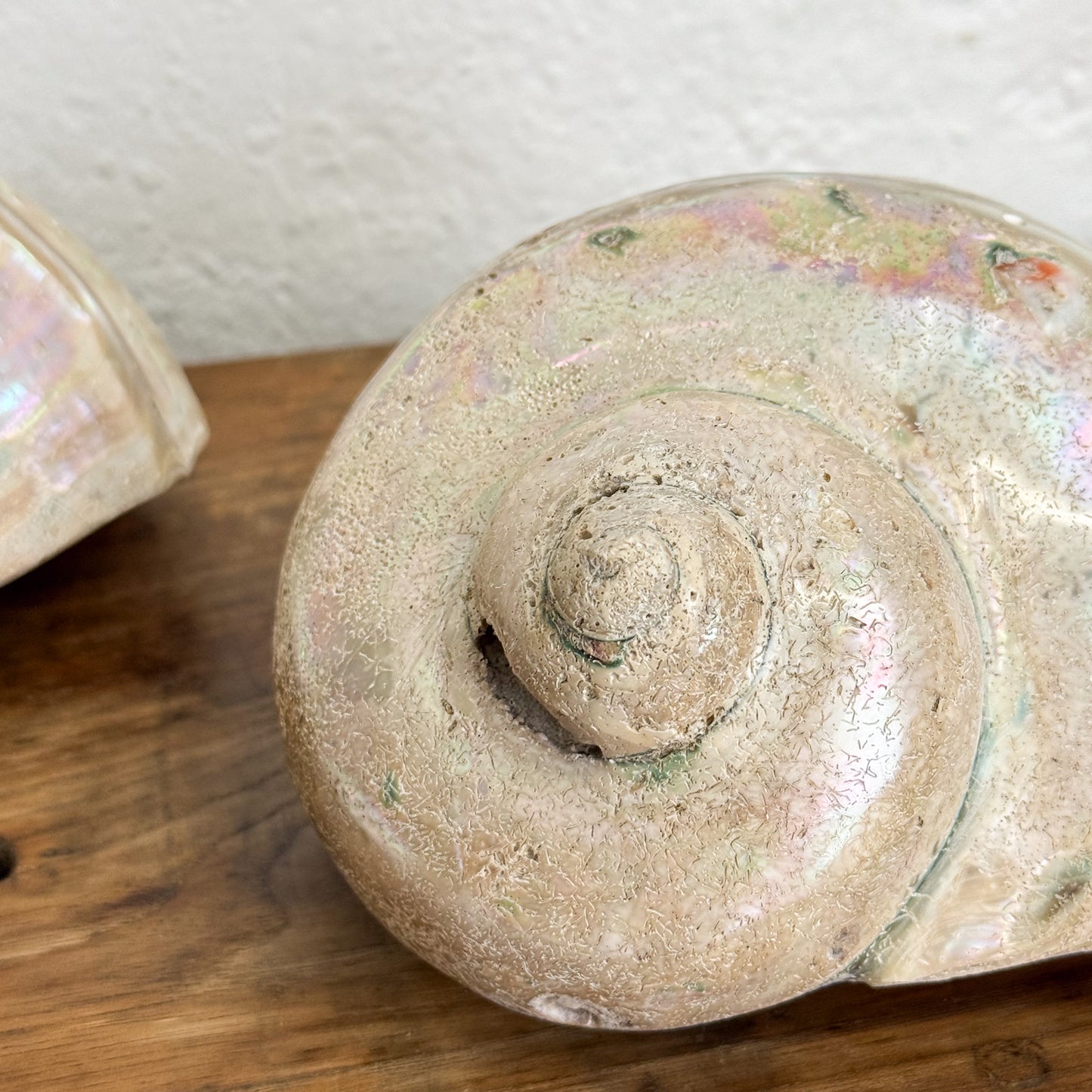 Large Turbo Shell