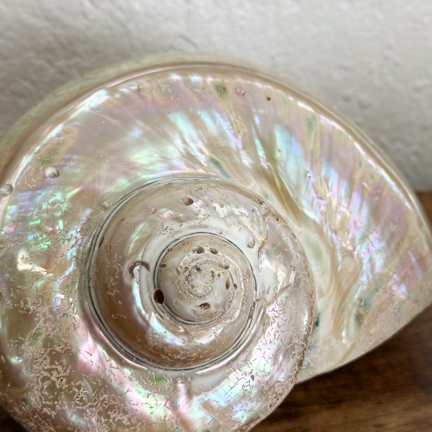Large Turbo Shell
