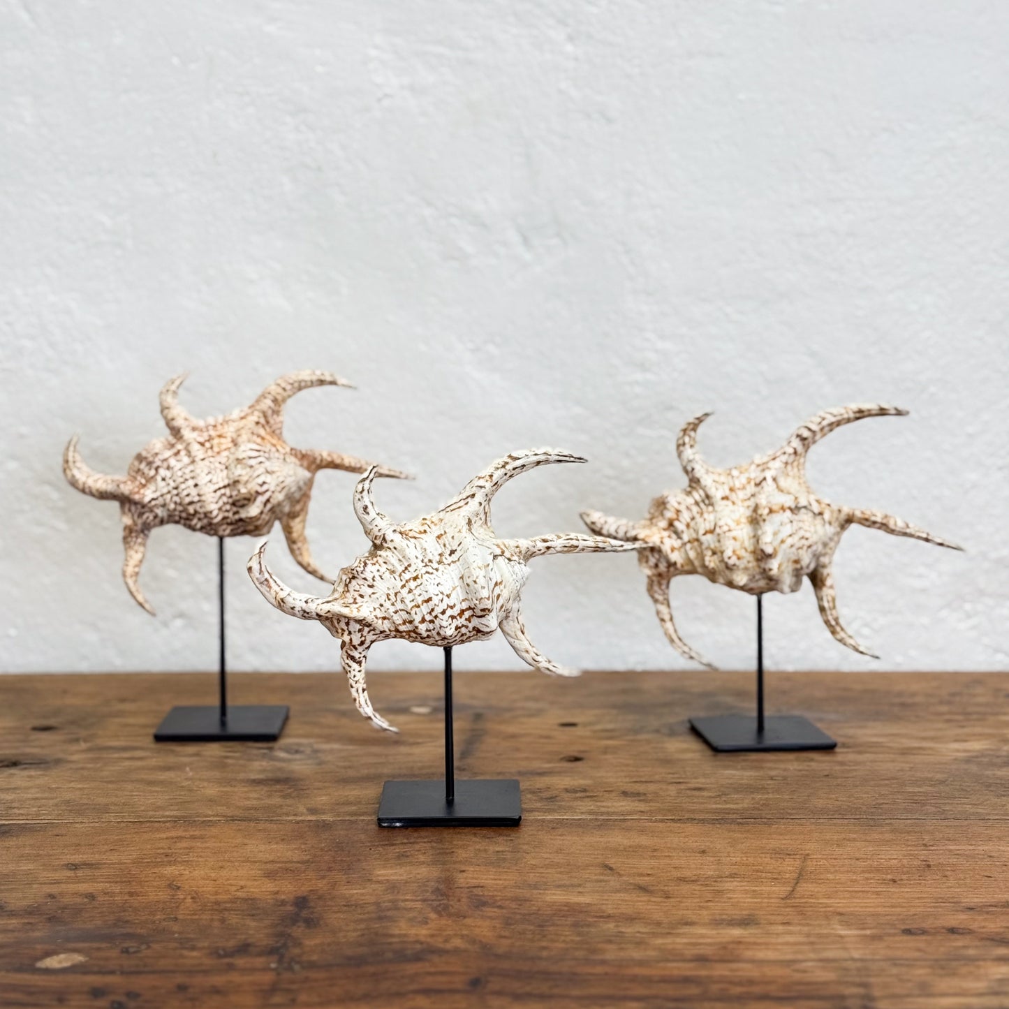 Three starfish sculptures on stands against a light gray wall.