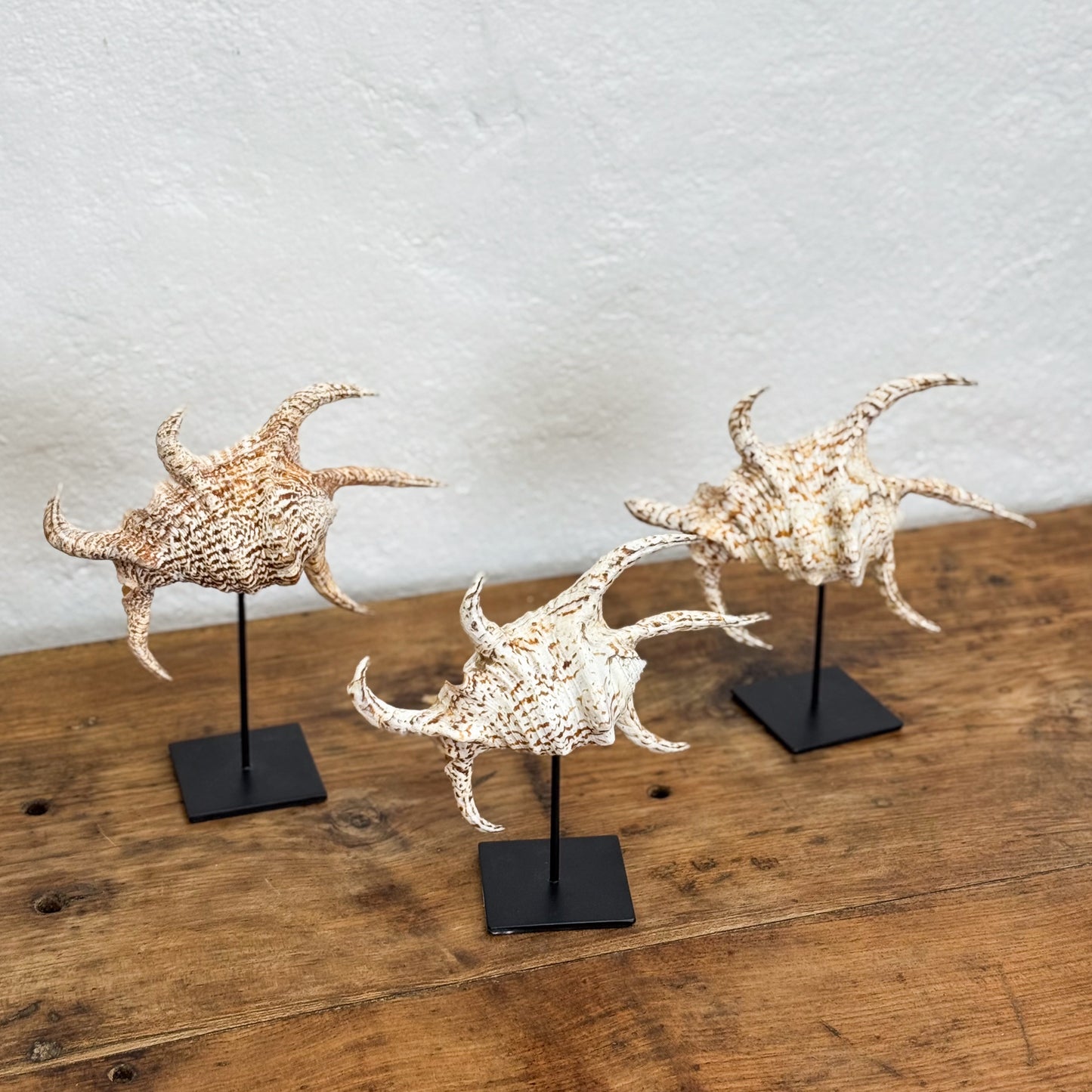 Three decorative shell sculptures on stands against a textured wall.
