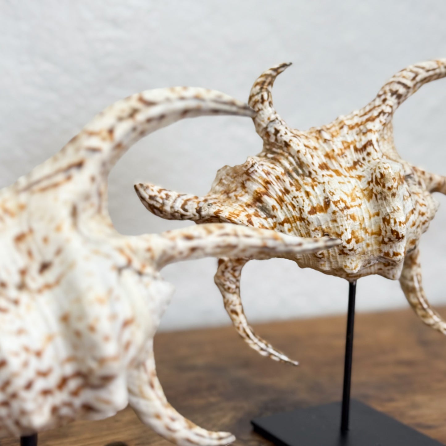 Two large seashells on stands against a neutral background