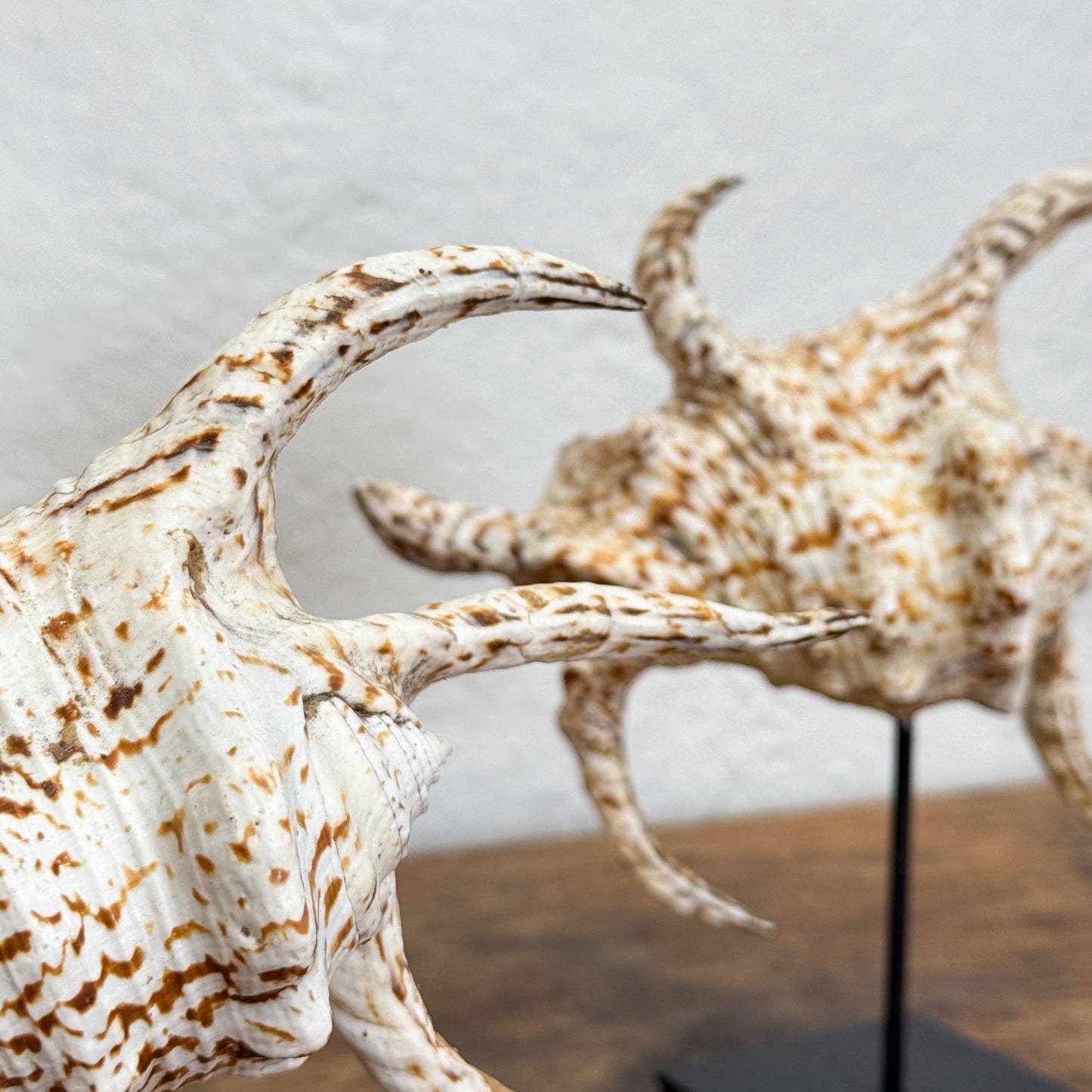 Close-up of a textured shell with a neutral background