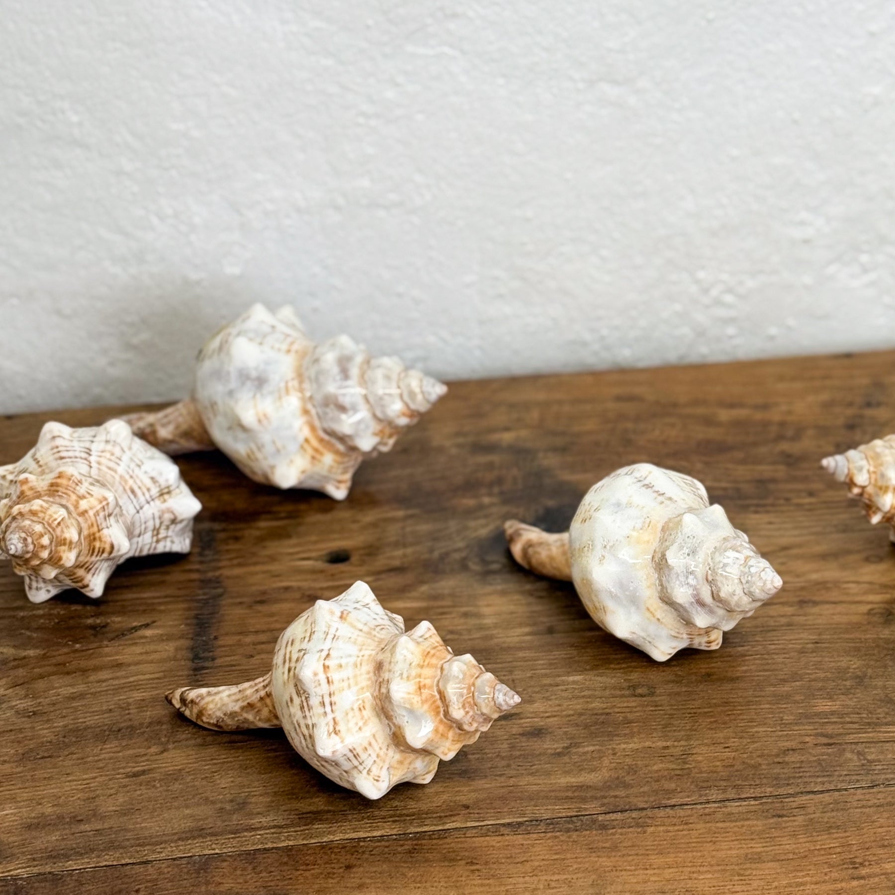 Natural Conch Shell