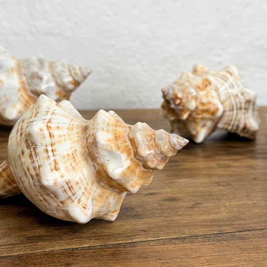 Natural Voluta Shell – Orient House