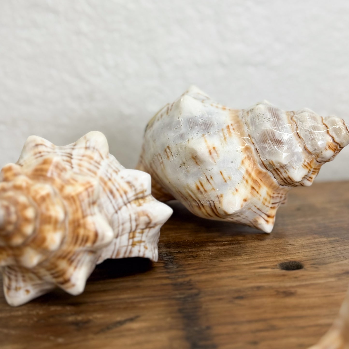 Natural Conch Shell