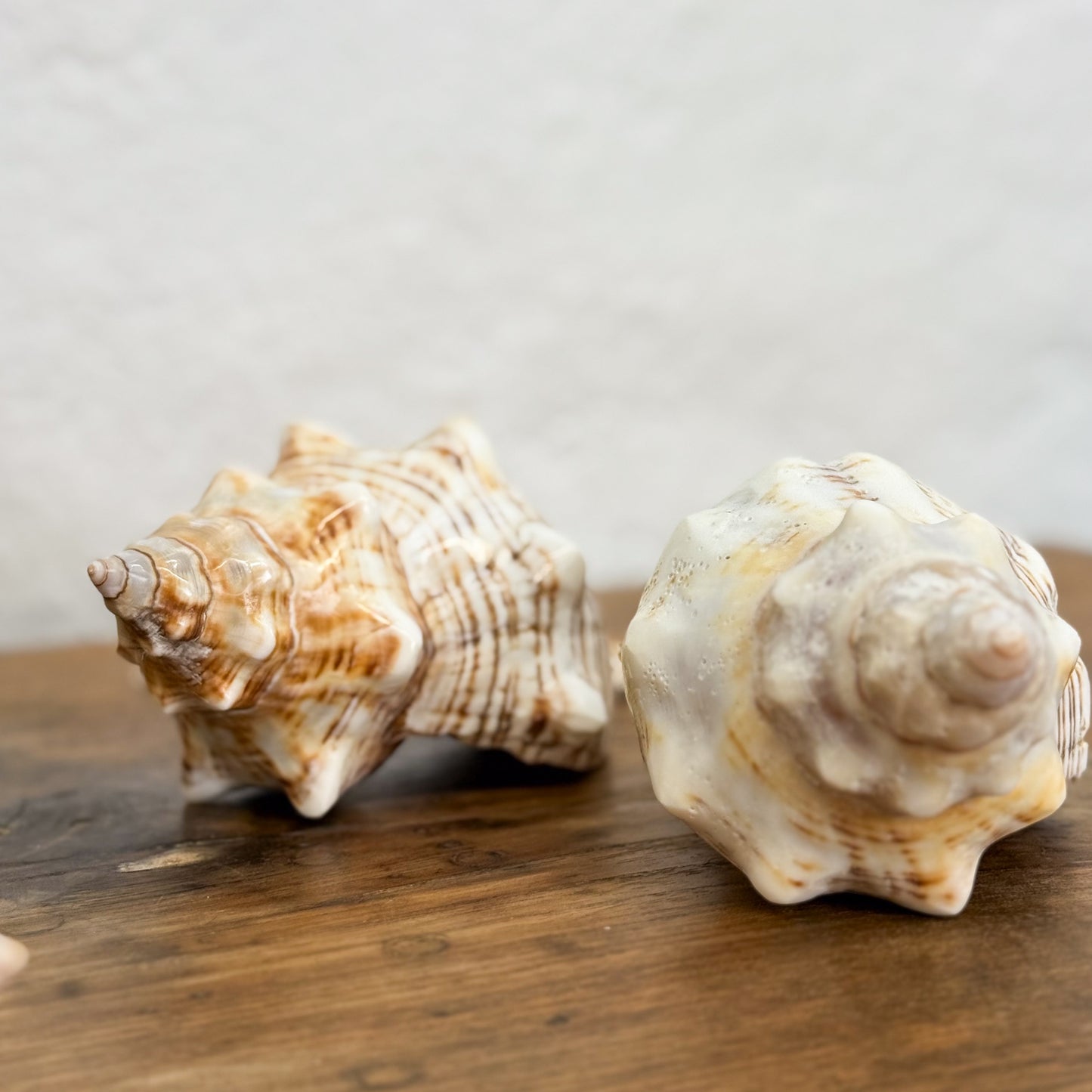 Natural Conch Shell