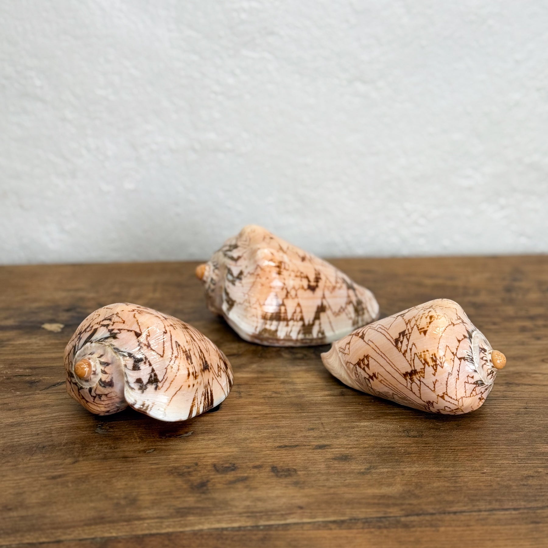 Natural Voluta Shell