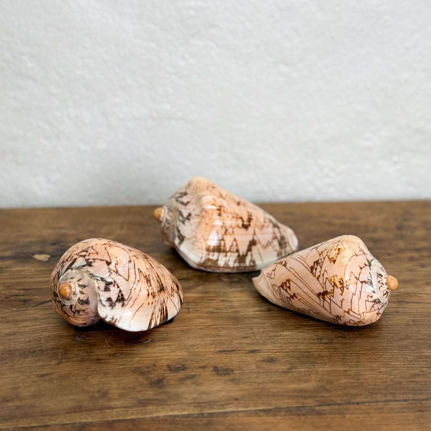 Three seashells on a wooden surface with a light gray background