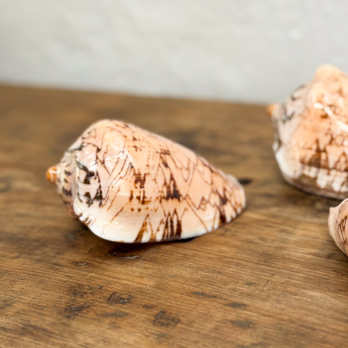 Two seashells on a wooden surface with a neutral background