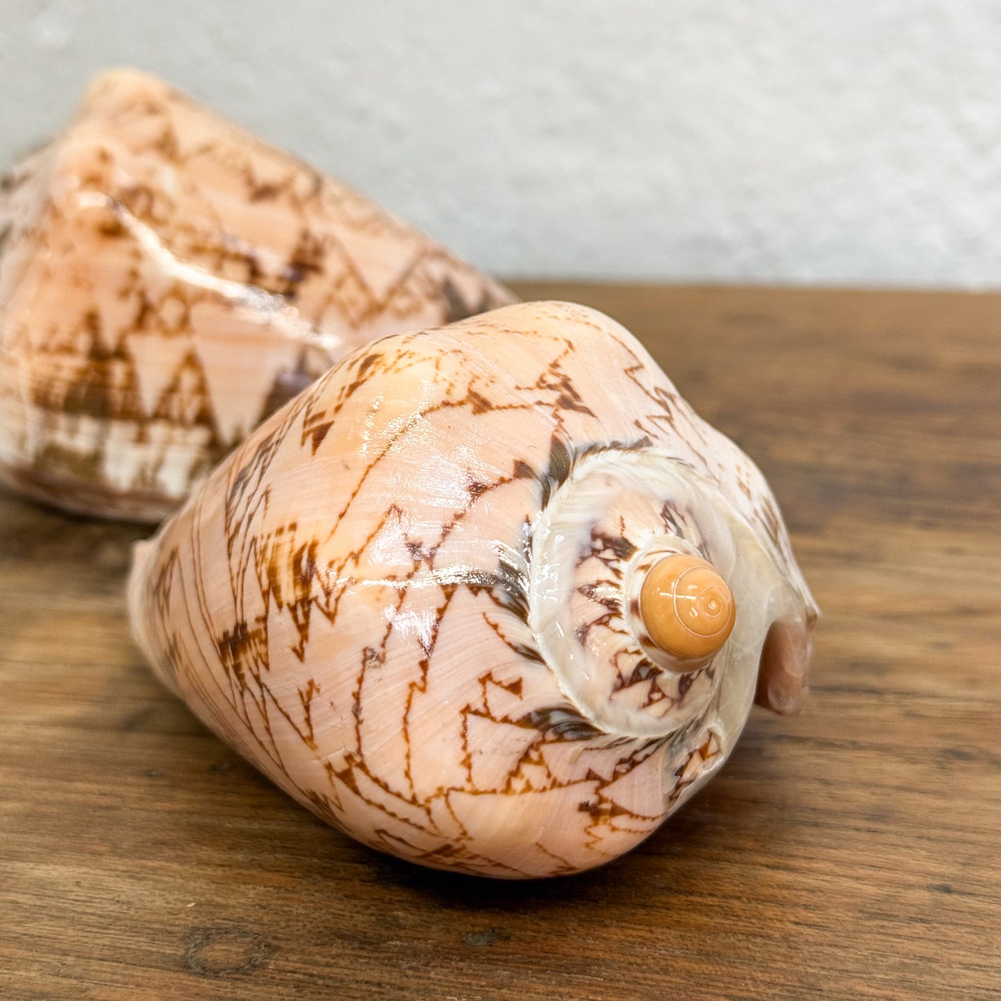 Marbled shell on a wooden surface with a neutral background