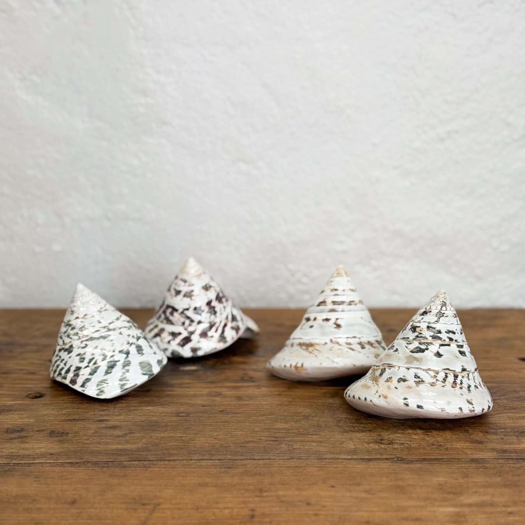 Natural Trochus Shell – Orient House