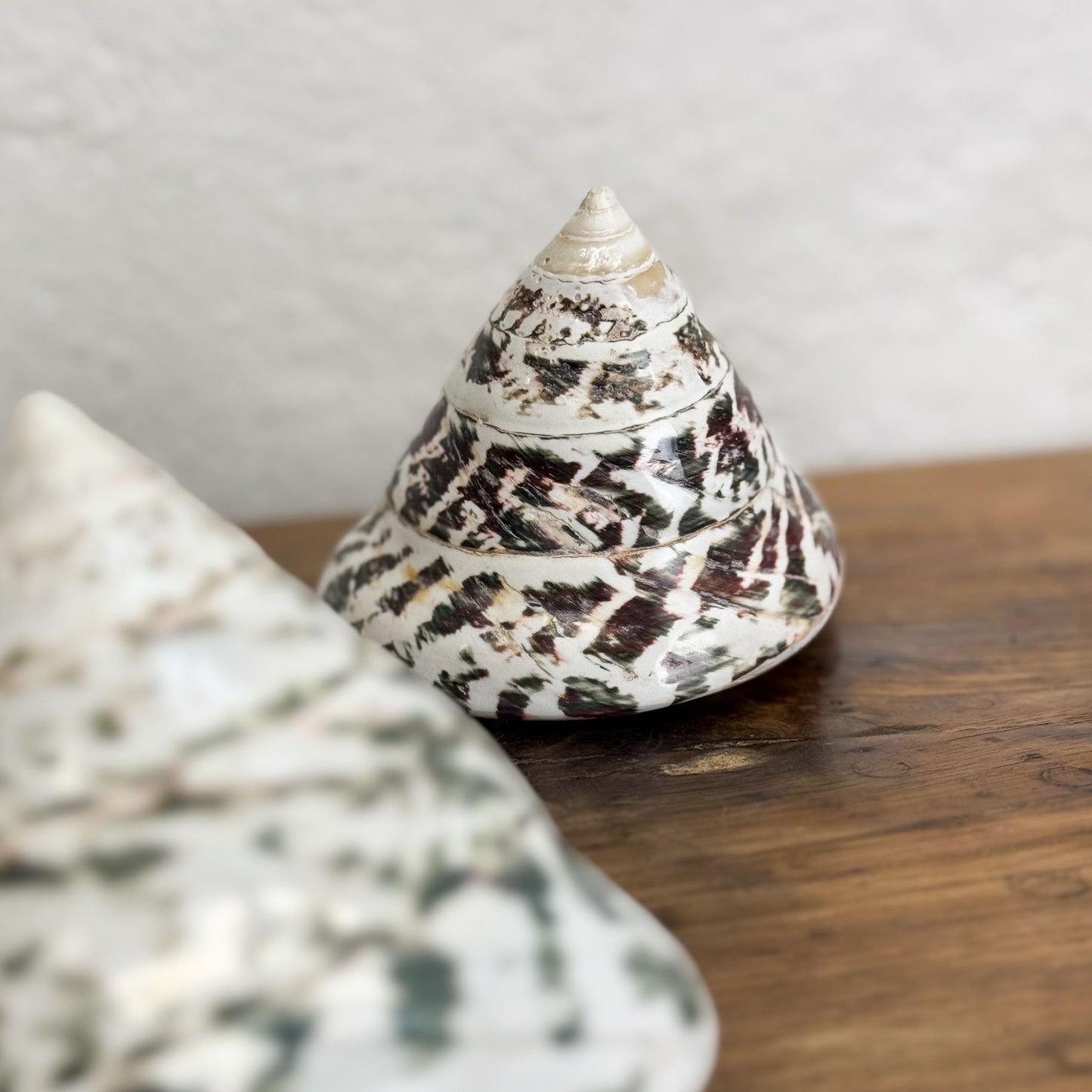 Decorative shell with intricate patterns on a wooden surface