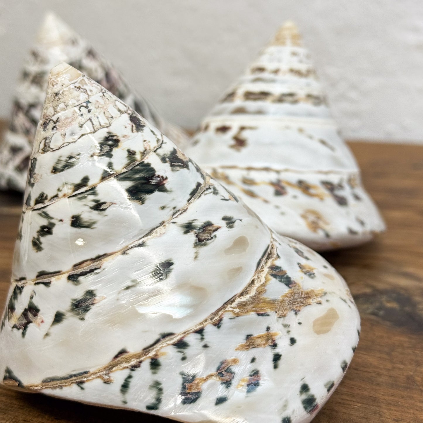 Decorative conical shells with white and gold patterns on a wooden surface.