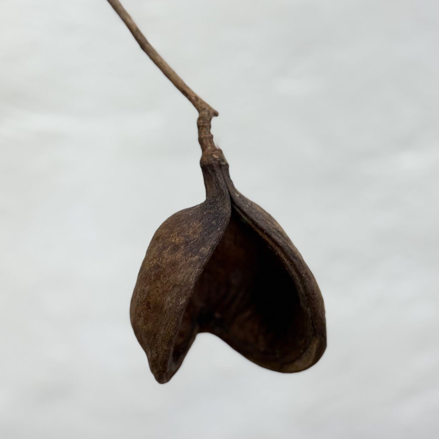 Java Olive Tree Pod