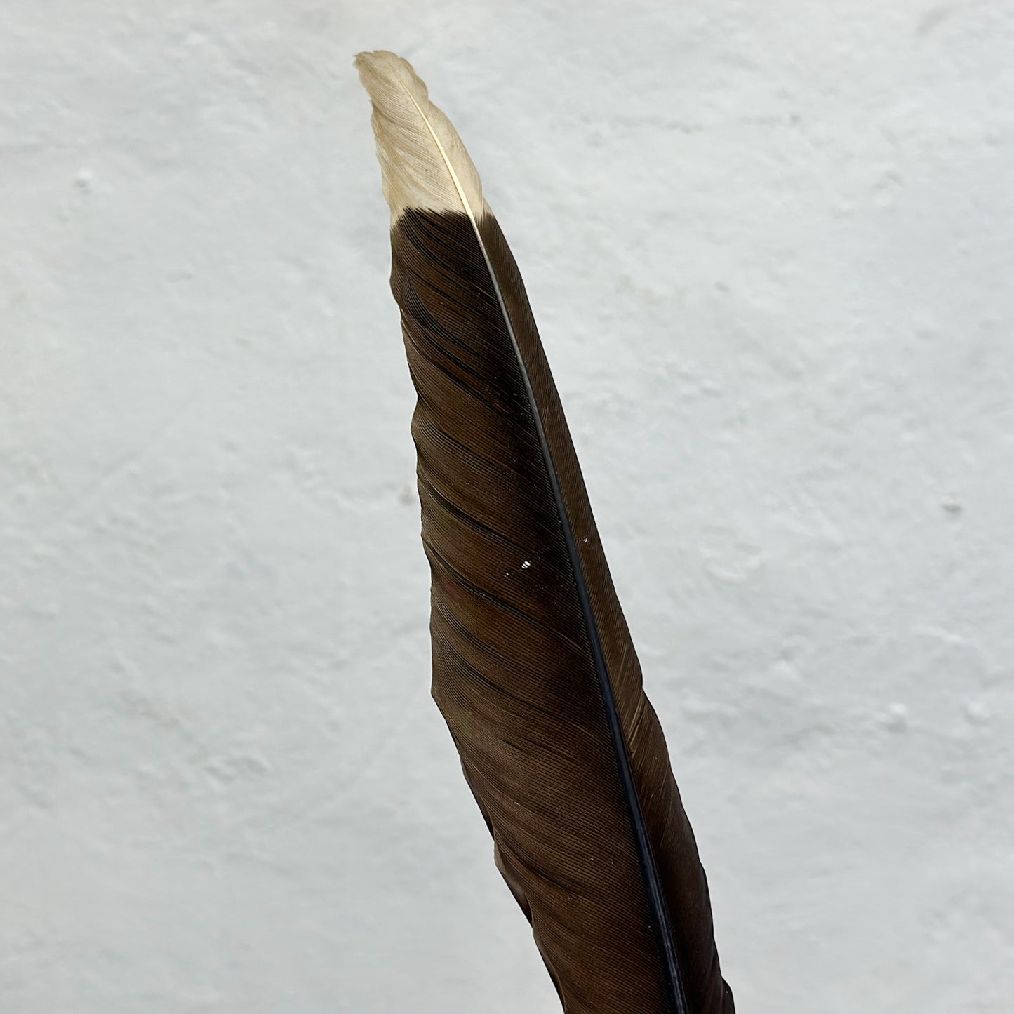 Feather on Stand