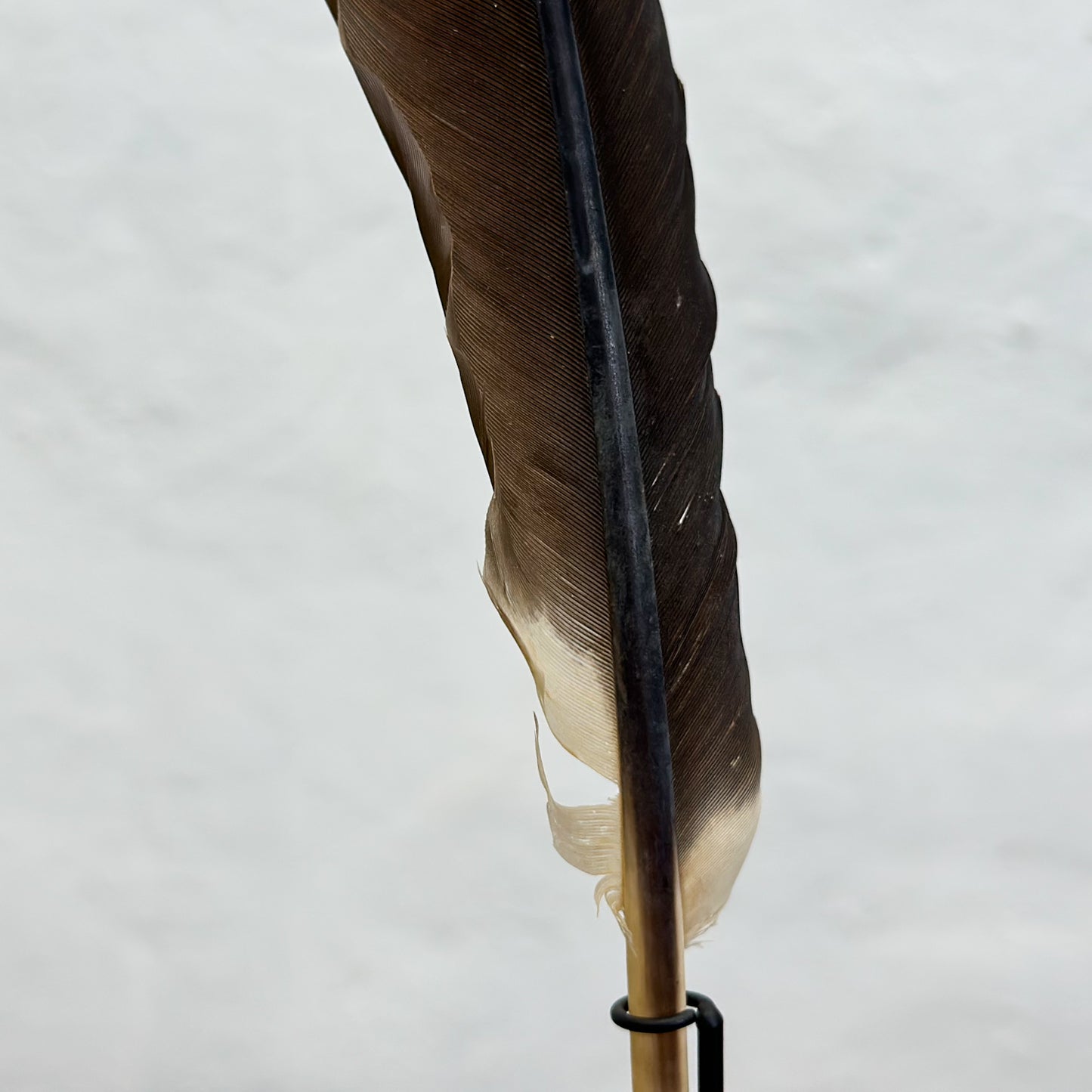 Feather on Stand