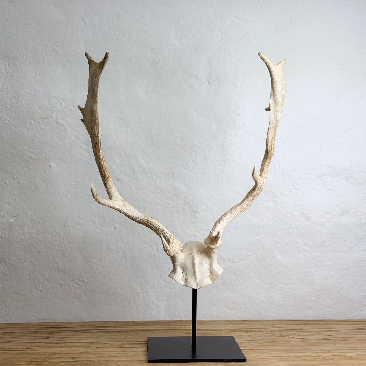 A taxidermy deer skull with large antlers mounted on a black metal stand, set against a textured white wall and light wood floor.