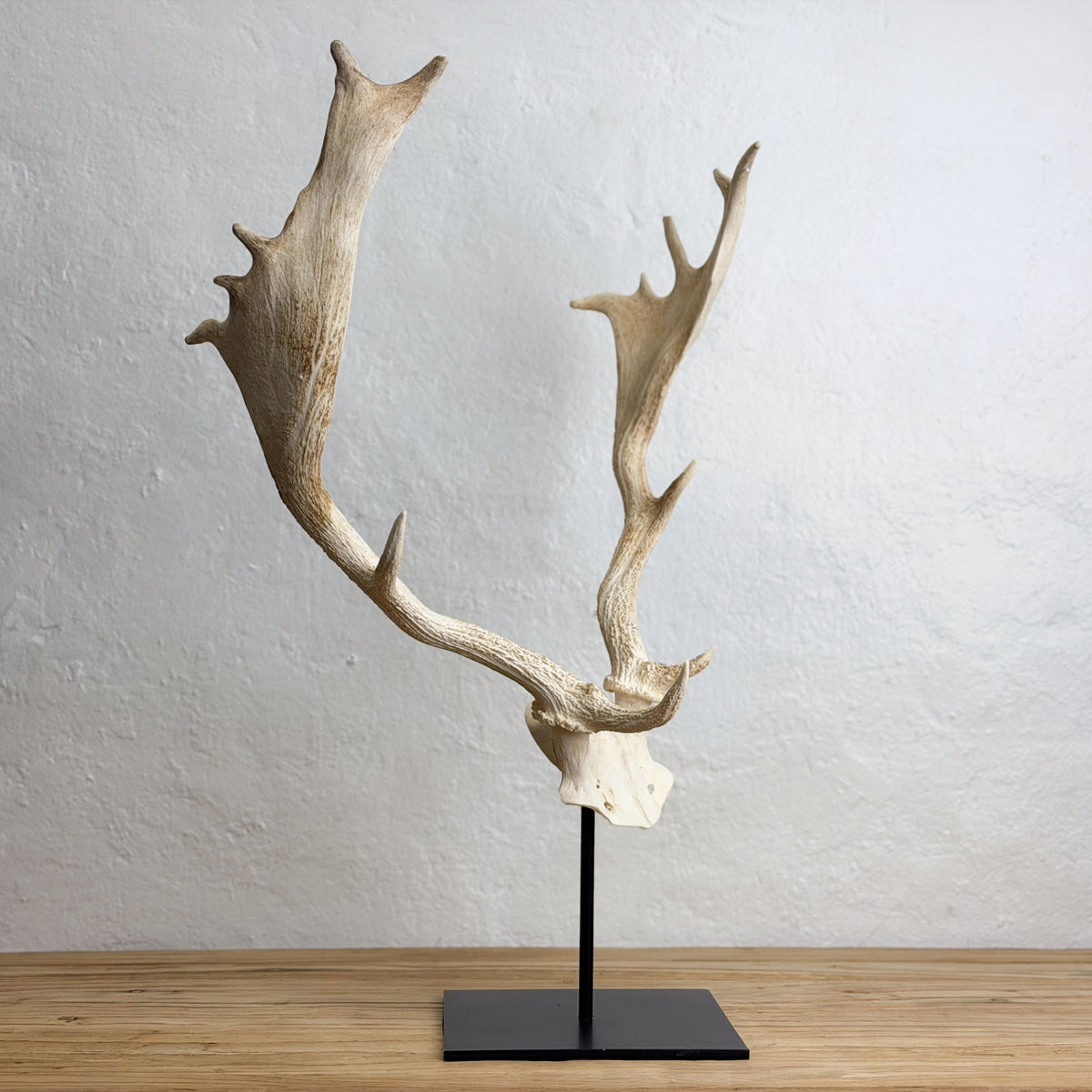 A taxidermy-style deer antler mount displayed on a black metal stand, set against a textured off-white wall and light wood tabletop.
