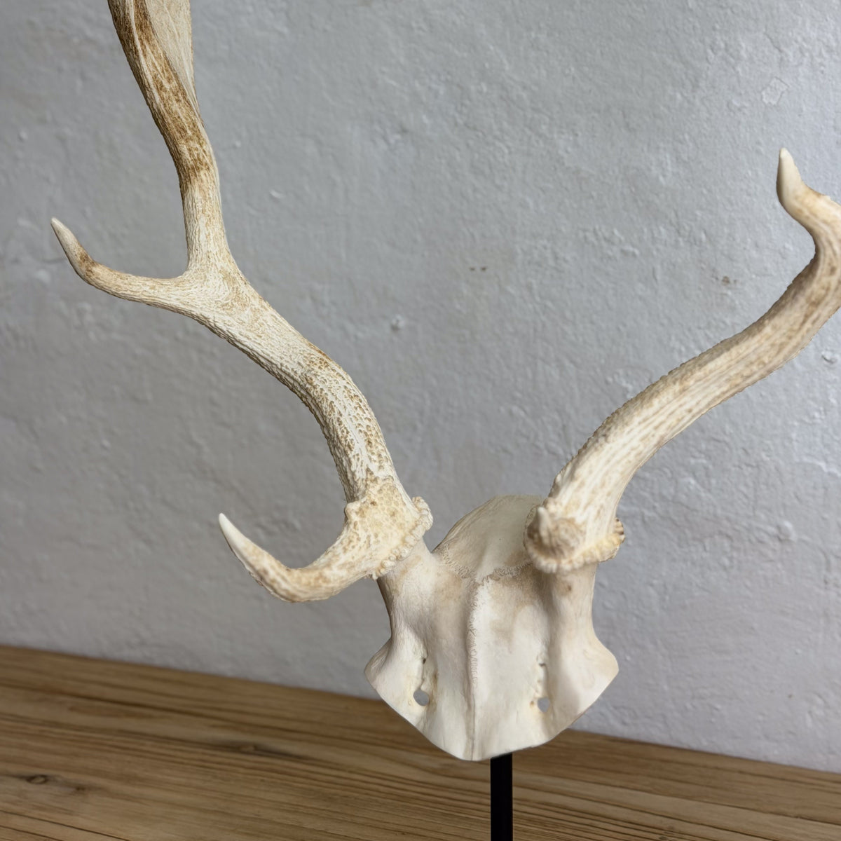 A deer skull mount with large antlers displayed on a black stand against a textured light gray wall and wooden surface.