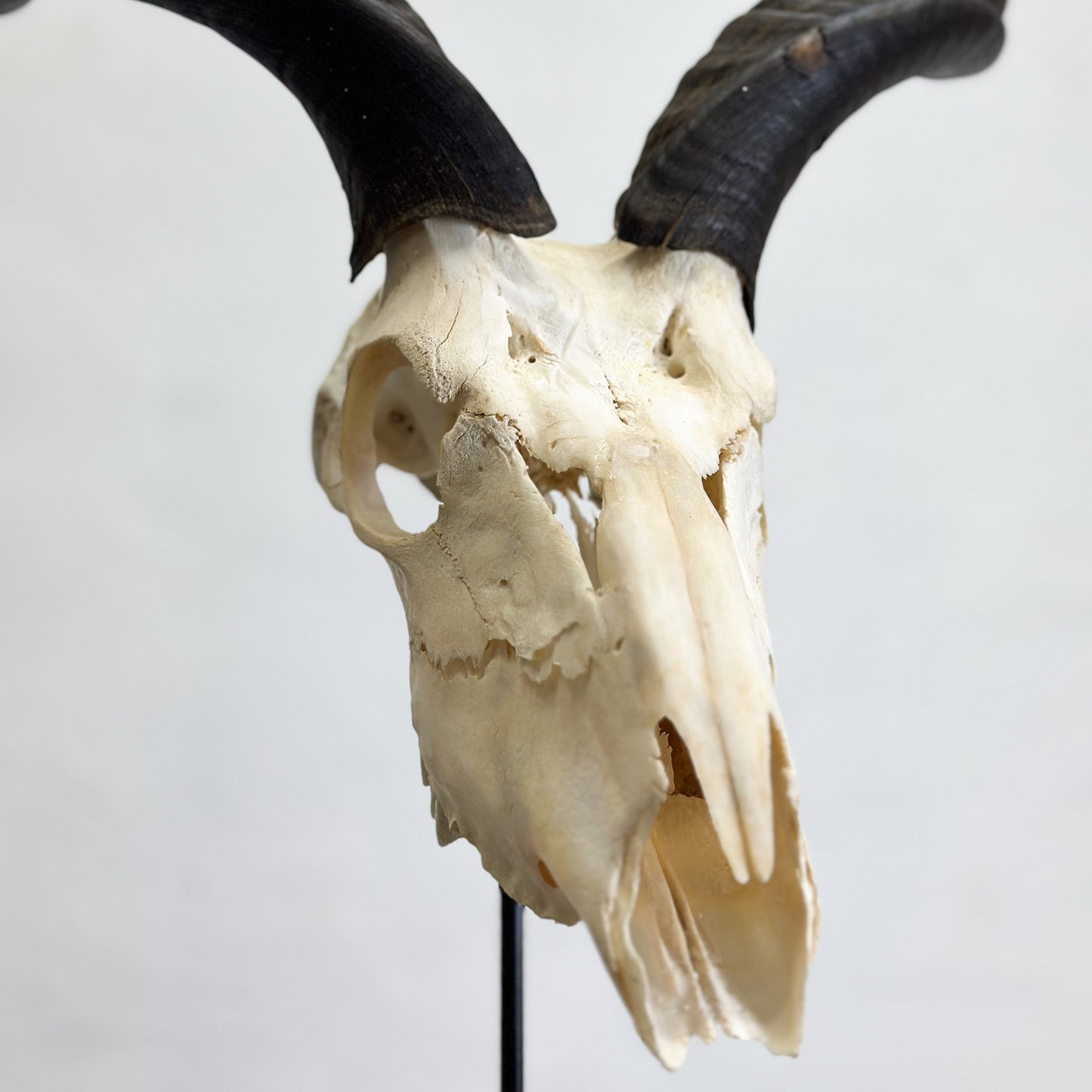 Oiled Kudu Skull