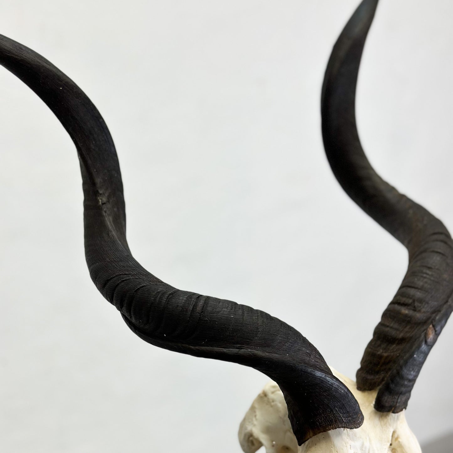 Oiled Kudu Skull