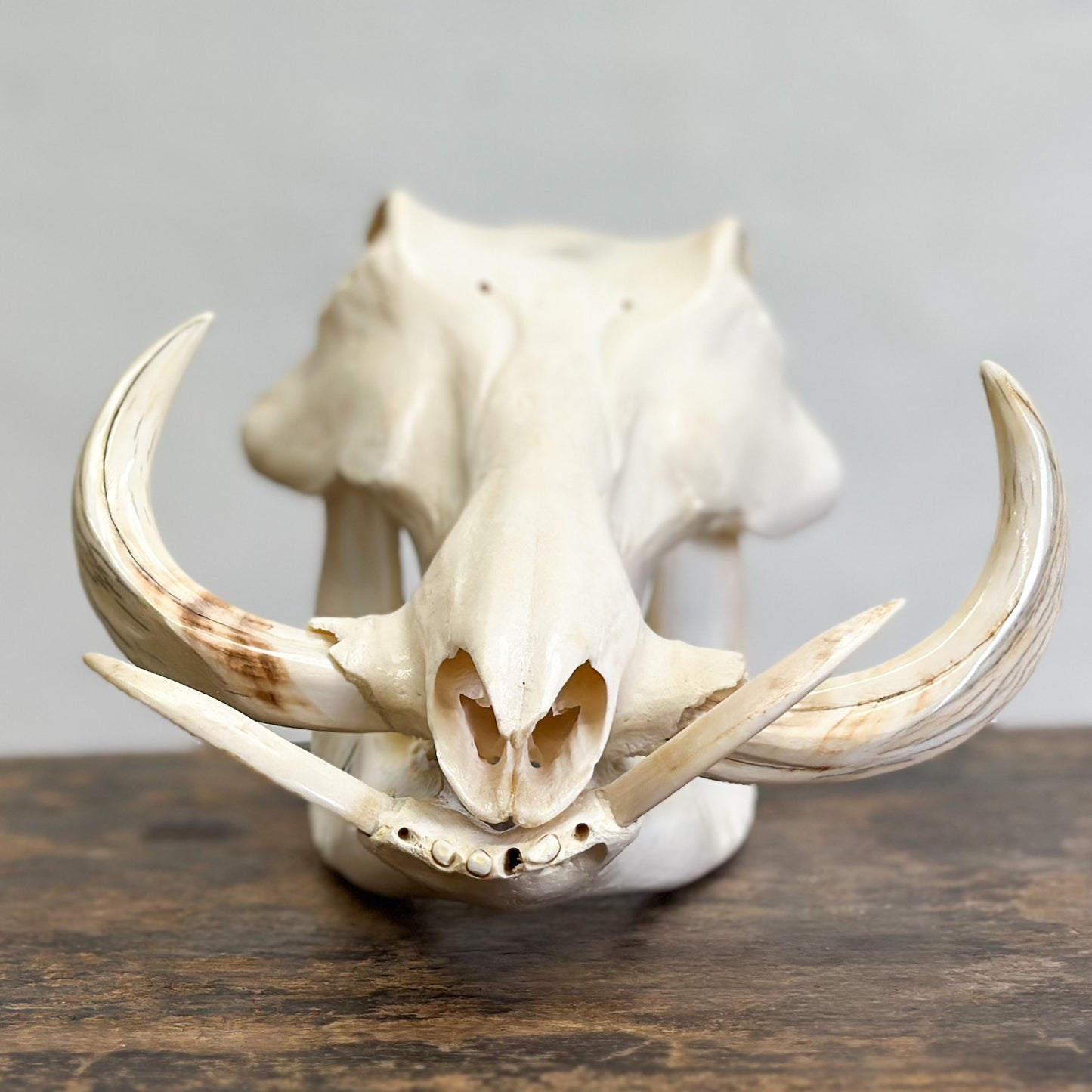 Polished Warthog Skull