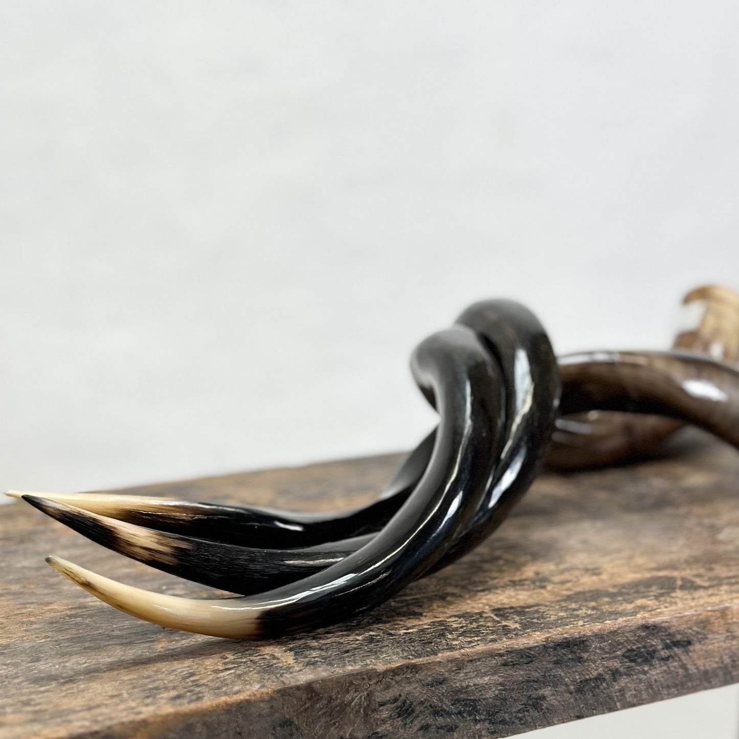 Polished Outer Kudu Horn