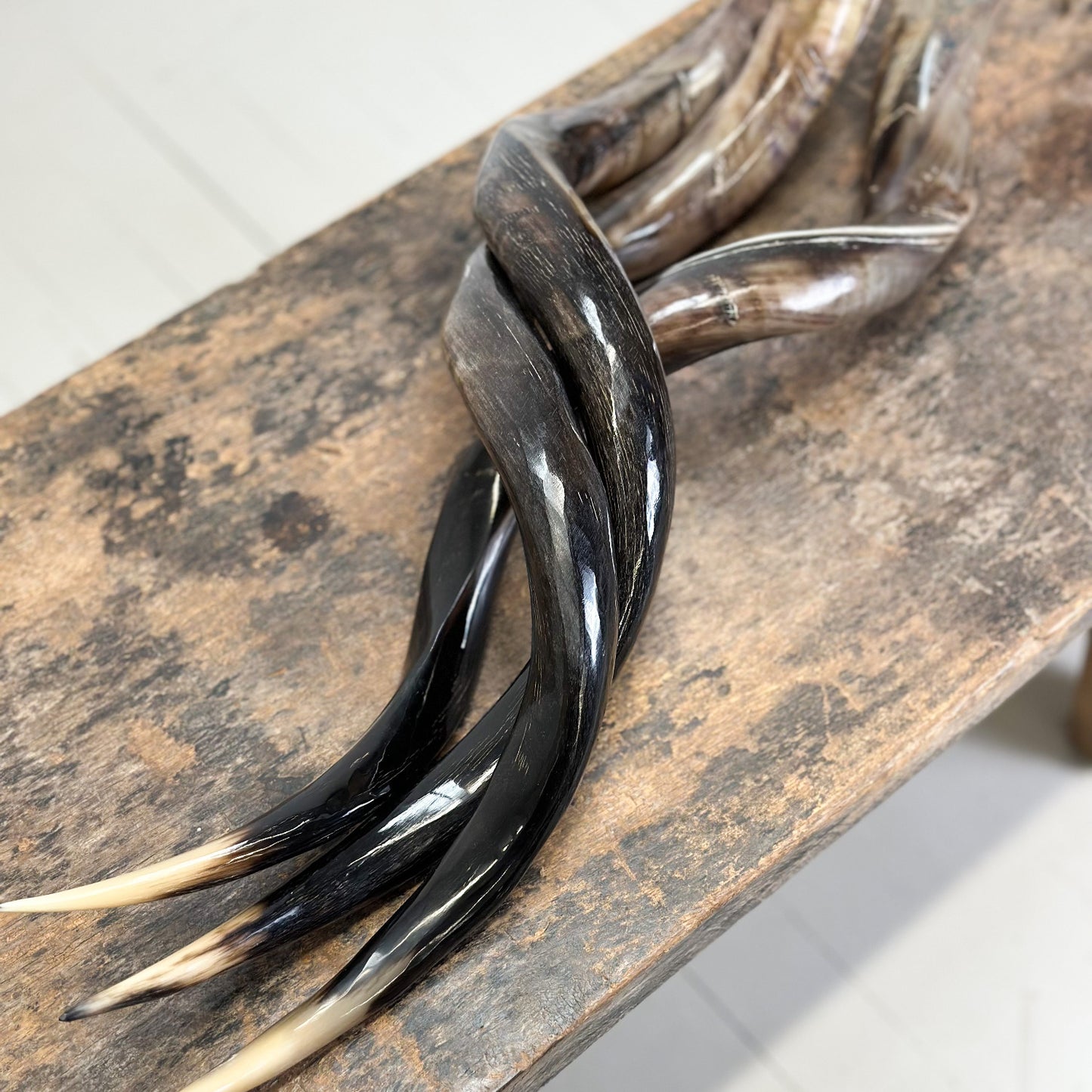 Polished Outer Kudu Horn