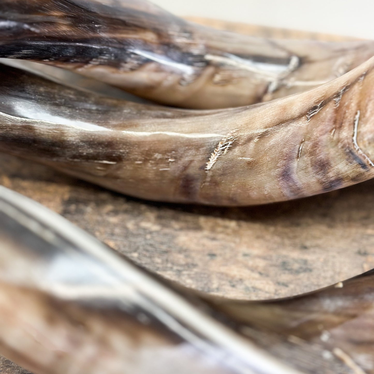 Polished Outer Kudu Horn