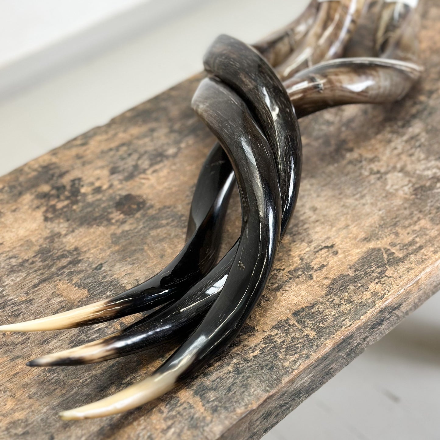 Polished Outer Kudu Horn